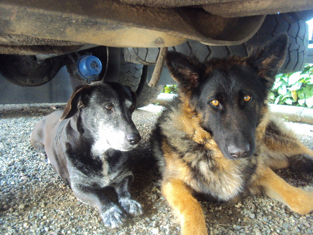 A picture of Stella with Nick